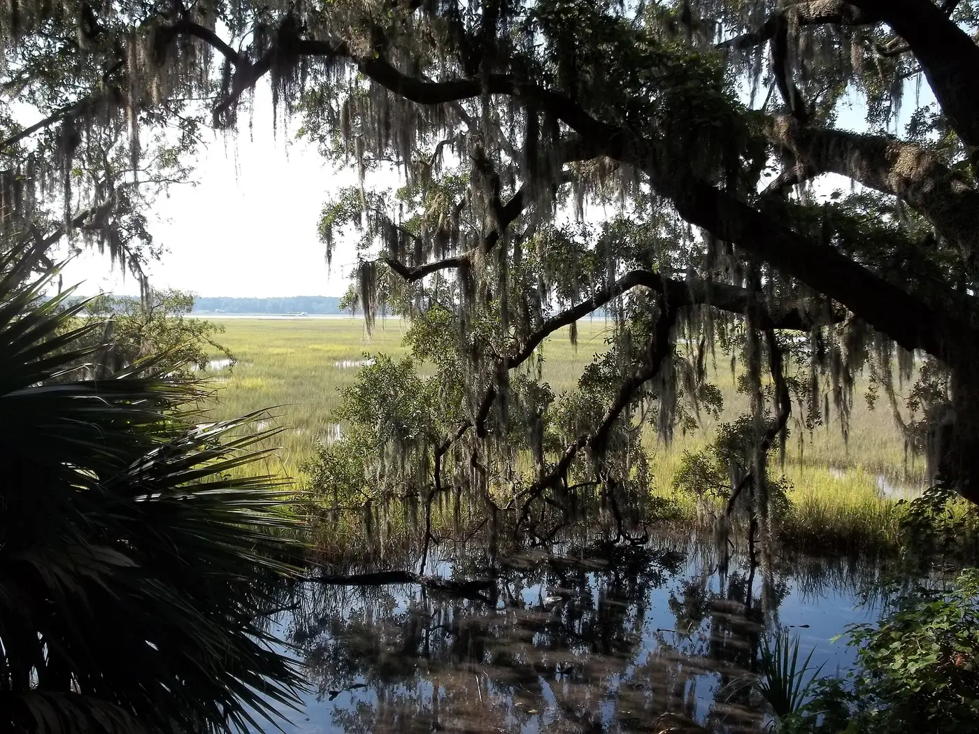 Marsh and live oaks along the Vernon River, which borders the Coffee Bluff and Rose Dhu area, seen from Nicholsonville