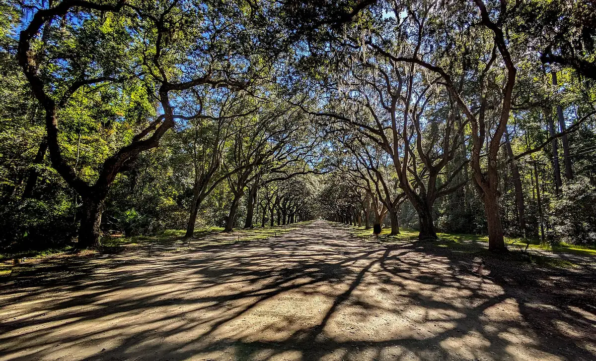 The live oak avenue at Wormsloe State Historic Site, about two miles from Hesse K-8
