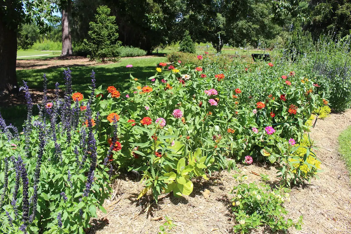 Flowers at the Coastal Georgia Botanical Gardens, about half a mile from Southwest Elementary