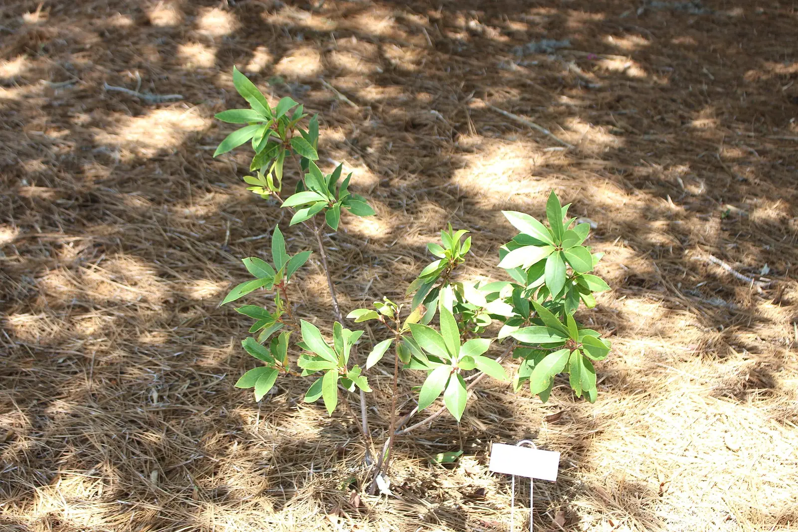 Flower beds at the Coastal Georgia Botanical Gardens, about a third of a mile from Southwest Middle