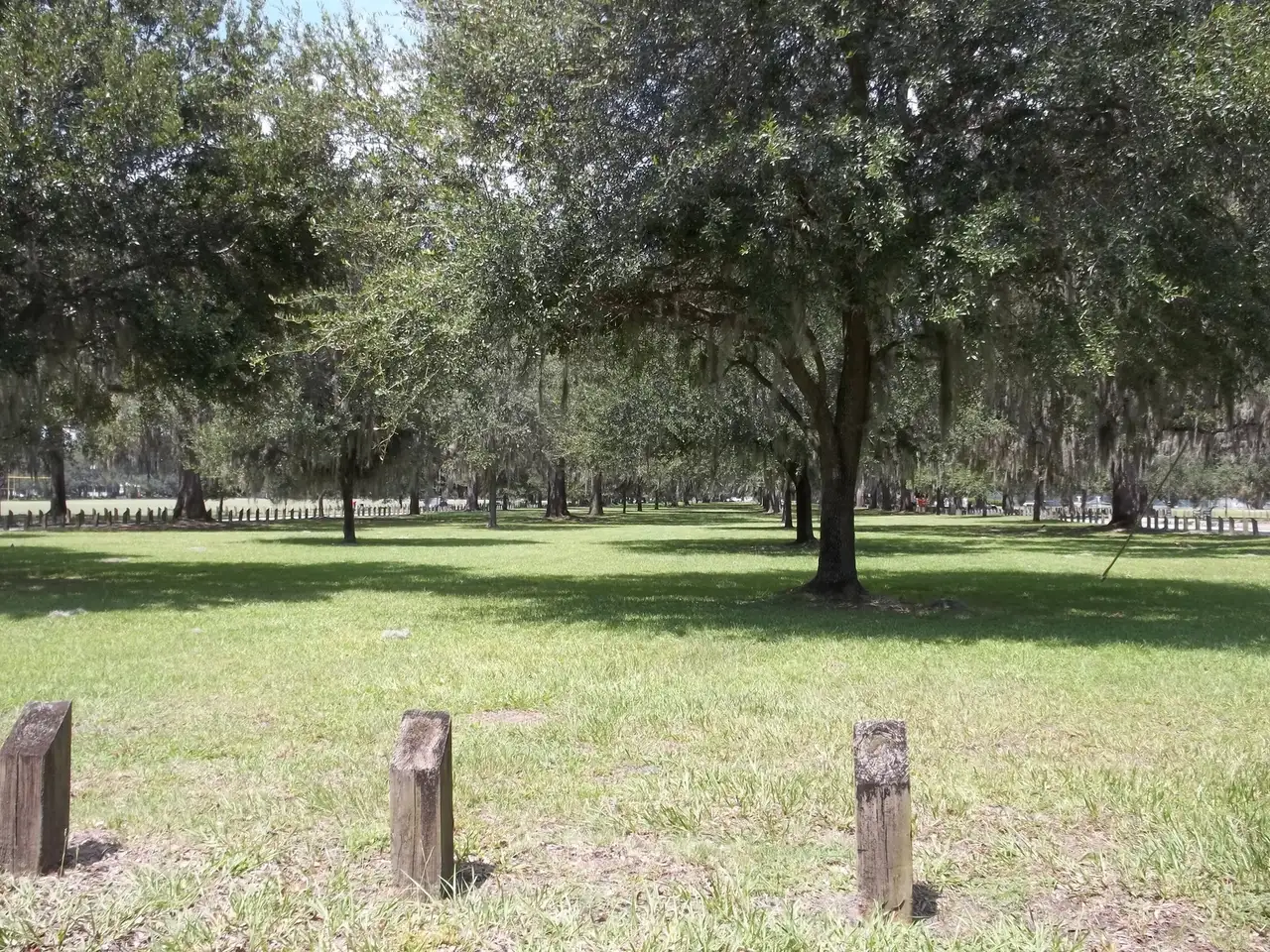 Live oaks in Daffin Park, where the United Way Turkey Trot starts and finishes on Thanksgiving morning.