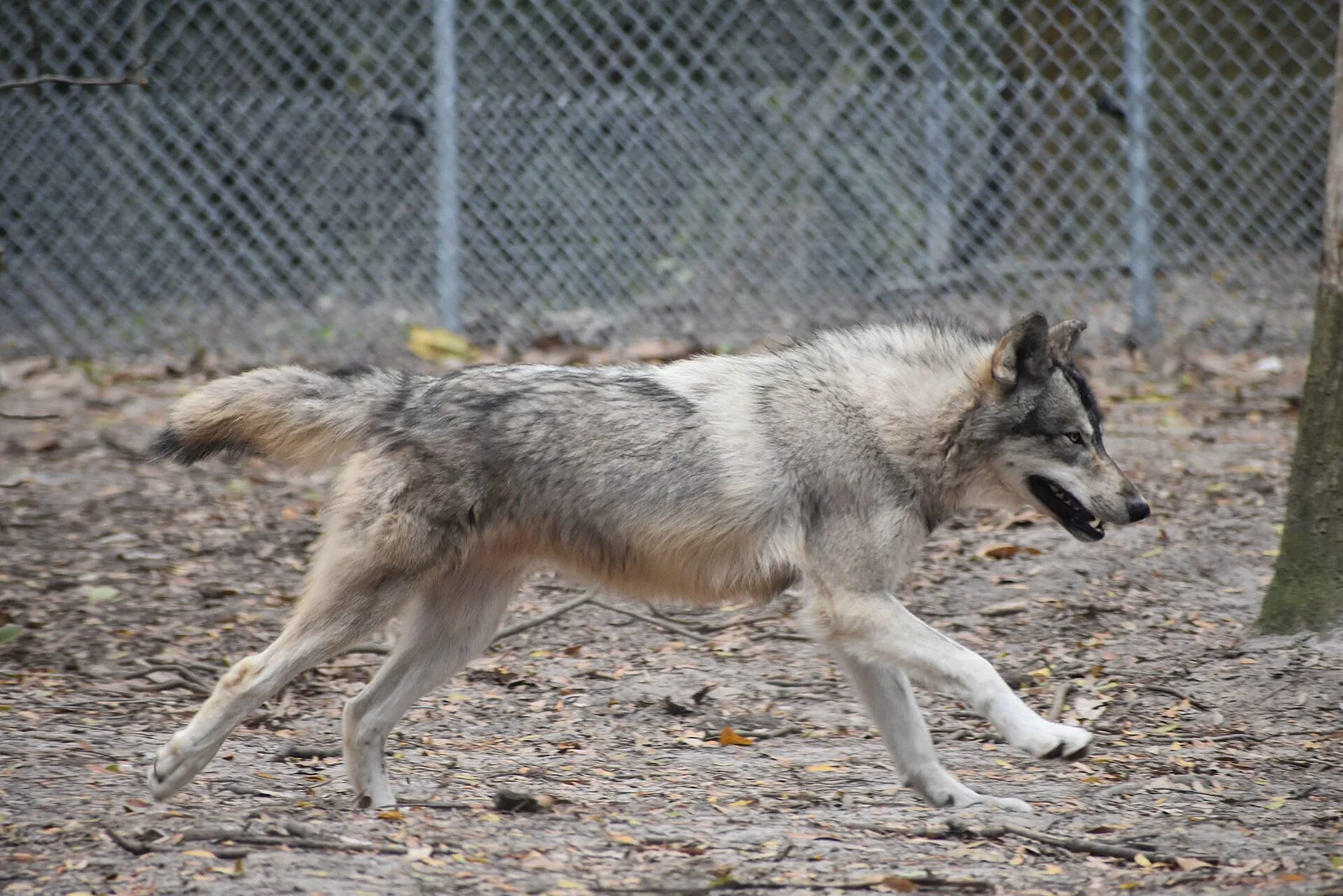 A gray wolf at the Oatland Island Wildlife Center in Savannah, home of the Halloween Hike.