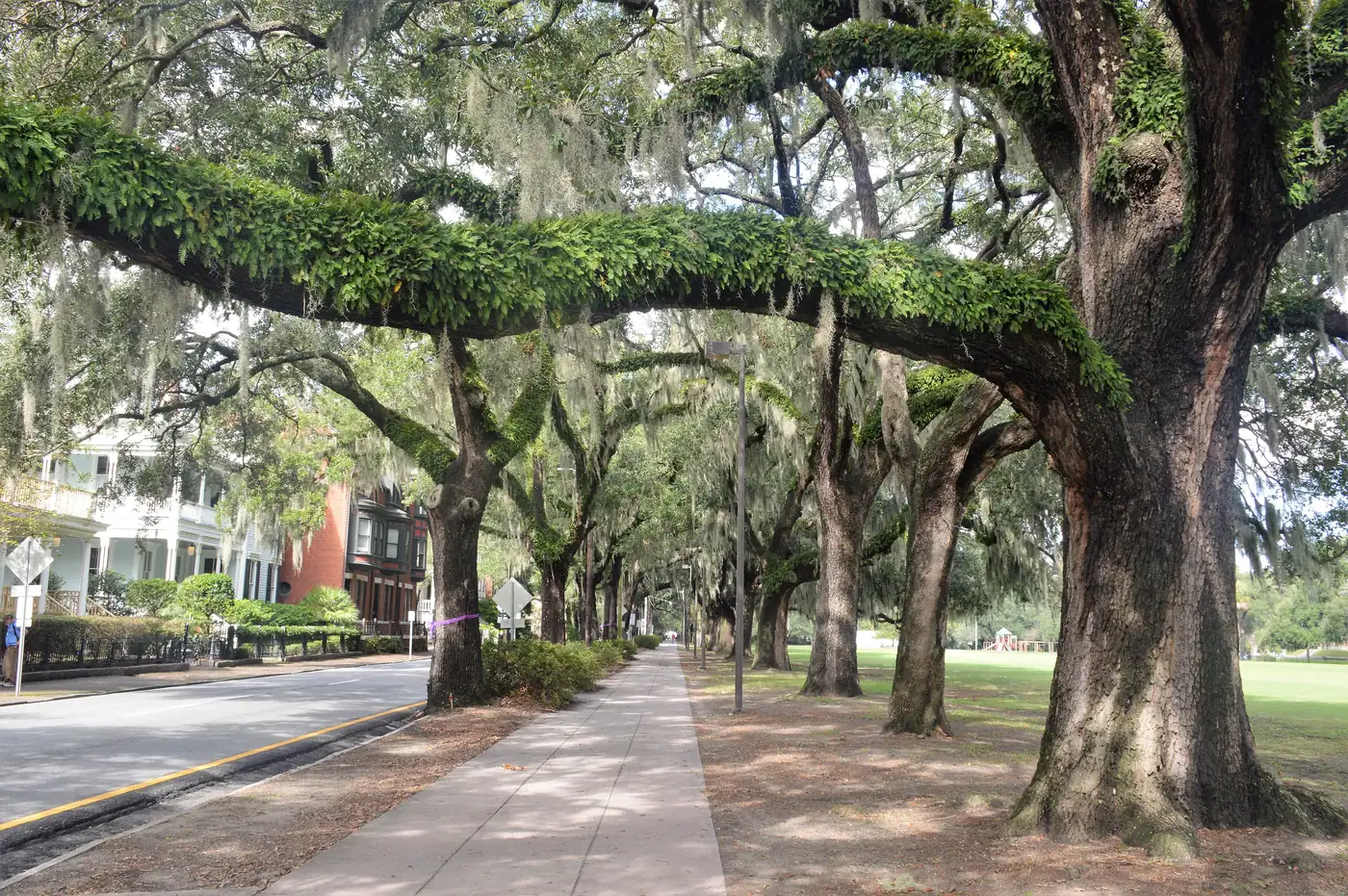 Live oaks hung with Spanish moss shade a sidewalk along the edge of Forsyth Park.